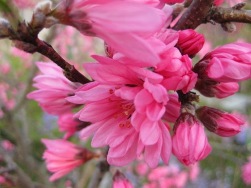 桃と菊とが春に咲く幸せ